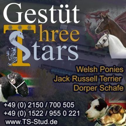 Logo from Gestüt Three-Stars