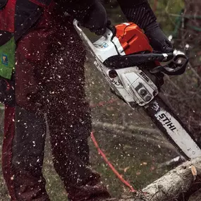 ArborCare·ca professioneller Baumdienst/Baumpflege/Seilklettertechnik Bonn