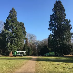 ArborCare·ca professioneller Baumdienst/Baumpflege/Seilklettertechnik Bonn