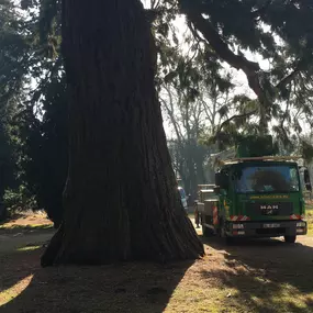 ArborCare·ca professioneller Baumdienst/Baumpflege/Seilklettertechnik Bonn