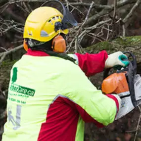 ArborCare·ca professioneller Baumdienst/Baumpflege/Seilklettertechnik Bonn