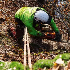 ArborCare·ca professioneller Baumdienst/Baumpflege/Seilklettertechnik Bonn