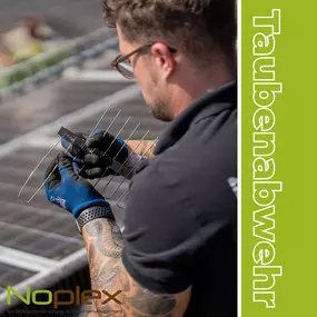 Noplex Schädlingsbekämpfung Taubenabwehr