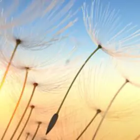 Stadtwaldpraxis für Ganzheitsmedizin