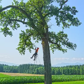 Bild von Landschaftspflege Hubert Mayr