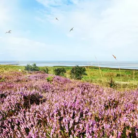 coastal heath