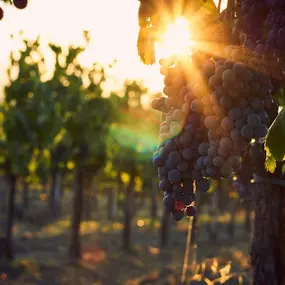 wine