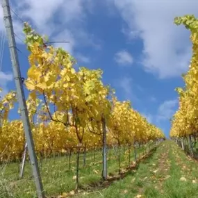 Bild von Landgasthof Zur Rose Inh. Rudi Kleinlein