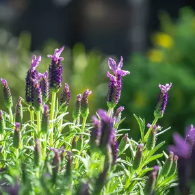 Bild von Gartencenter Spiering Oberhausen