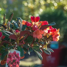 Bild von Gartencenter Spiering Oberhausen