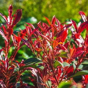 Bild von Gartencenter Spiering Oberhausen