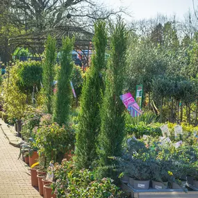 Bild von Gartencenter Spiering Oberhausen