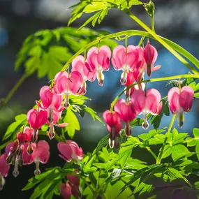 Bild von Gartencenter Spiering Oberhausen