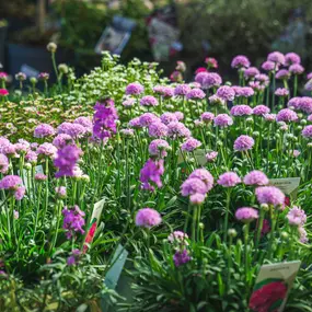 Bild von Gartencenter Spiering Oberhausen