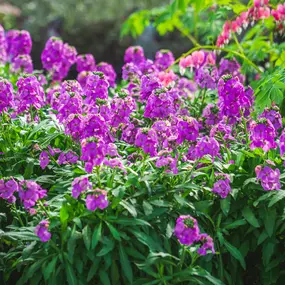 Bild von Gartencenter Spiering Oberhausen