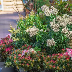 Bild von Gartencenter Spiering Oberhausen