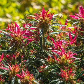 Bild von Gartencenter Spiering Oberhausen