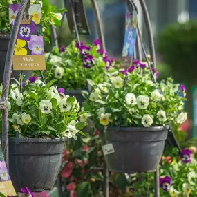 Bild von Gartencenter Spiering Oberhausen