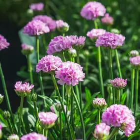 Bild von Gartencenter Spiering Oberhausen