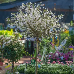 Bild von Gartencenter Spiering Oberhausen