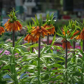 Bild von Gartencenter Spiering Oberhausen