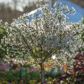 Bild von Gartencenter Spiering Oberhausen