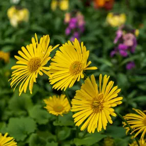 Bild von Gartencenter Spiering Oberhausen