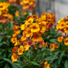 Bild von Gartencenter Spiering Oberhausen