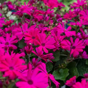 Bild von Gartencenter Spiering Oberhausen
