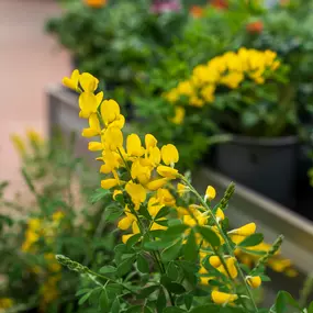 Bild von Gartencenter Spiering Oberhausen