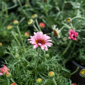 Bild von Gartencenter Spiering Oberhausen