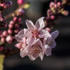 Bild von Gartencenter Spiering Oberhausen