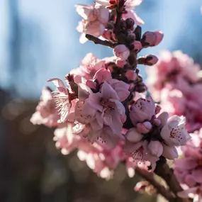 Bild von Gartencenter Spiering Oberhausen