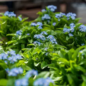 Bild von Gartencenter Spiering Oberhausen