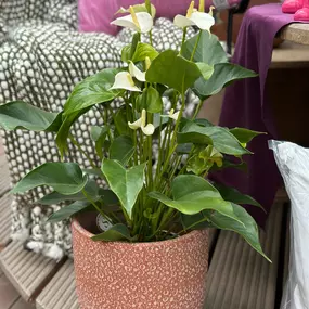 Bild von Gartencenter Spiering Wesel