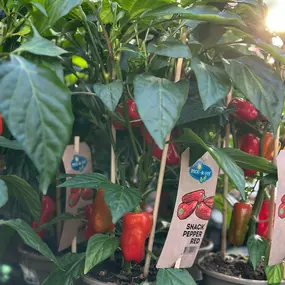 Bild von Gartencenter Spiering Wesel