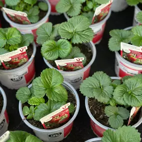 Bild von Gartencenter Spiering Wesel