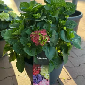 Bild von Gartencenter Spiering Wesel