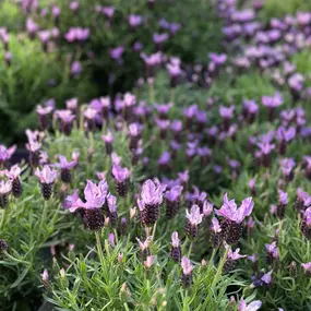 Bild von Gartencenter Spiering Wesel