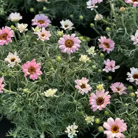 Bild von Gartencenter Spiering Wesel