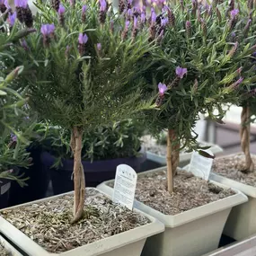 Bild von Gartencenter Spiering Wesel
