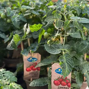 Bild von Gartencenter Spiering Wesel
