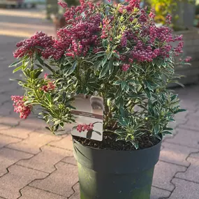 Bild von Gartencenter Spiering Wesel