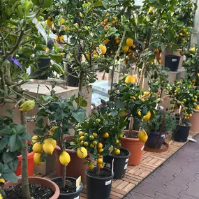 Bild von Gartencenter Spiering Wesel