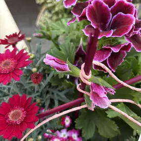 Bild von Garten & Floristik Prifling