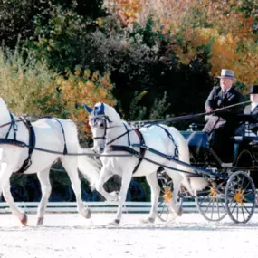 Bild von Kutschen und Zubehör Bauer