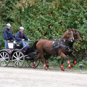 Bild von Kutschen und Zubehör Bauer