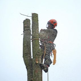 Bild von Karsten Schmutzer Baumpflege und Seilklettertechnik
