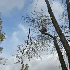 Bild von Karsten Schmutzer Baumpflege und Seilklettertechnik