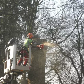 Bild von Karsten Schmutzer Baumpflege und Seilklettertechnik